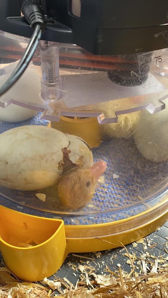Our guinea pigs in their outdoor hutch