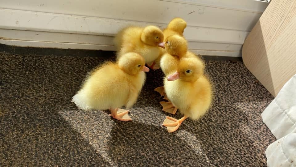 Ducklings visiting the nursery